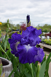 Speeding Again Iris (Iris 'Speeding Again') at A Very Successful Garden Center