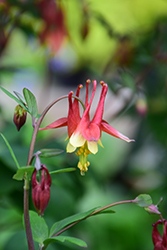 Wild Red Columbine (Aquilegia canadensis) at The Mustard Seed