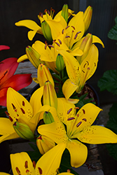 Golden Matrix Lily (Lilium 'Golden Matrix') at Lakeshore Garden Centres