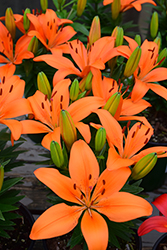 Matrix Orange Lily (Lilium 'Matrix Orange') at Stonegate Gardens