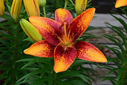 Lily Looks Tiny Orange Sensation Lily (Lilium 'Tiny Orange Sensation') at A Very Successful Garden Center