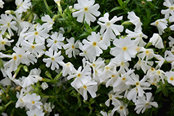 Early Spring White Moss Phlox (Phlox subulata 'Early Spring White') at Stonegate Gardens