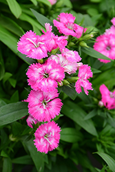 Telstar Pink Pinks (Dianthus 'Telstar Pink') at A Very Successful Garden Center