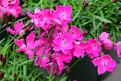 Beauties Kahori Pinks (Dianthus 'Kahori') at A Very Successful Garden Center
