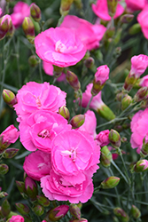 Fruit Punch Sweetie Pie Pinks (Dianthus 'Sweetie Pie') at Stonegate Gardens
