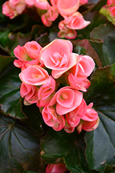 Nelly Begonia (Begonia x hiemalis 'Nelly') at A Very Successful Garden Center