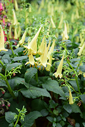 COLORBURST Yellow Cape Fuchsia (Phygelius 'TNPHYCY') at A Very Successful Garden Center
