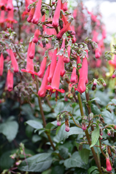 COLORBURST Magenta Cape Fuchsia (Phygelius 'TNPHYCM') at A Very Successful Garden Center