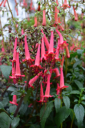 COLORBURST Deep Red Cape Fuchsia (Phygelius 'TNPHYCDR') at Lakeshore Garden Centres