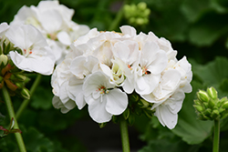 Americana White Geranium (Pelargonium 'Americana White') at A Very Successful Garden Center