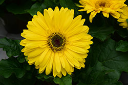 Floriline Midi Yellow Dark Eye Gerbera Daisy (Gerbera 'Midi Yellow Dark Eye') at Lakeshore Garden Centres