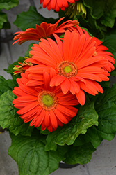 Floriline Midi Orange Gerbera Daisy (Gerbera 'Midi Orange') at Lakeshore Garden Centres