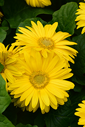 Floriline Midi Yellow Gerbera Daisy (Gerbera 'Midi Yellow') at A Very Successful Garden Center