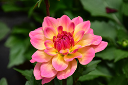 Dahlinova Hypnotica Rose Bicolor Dahlia (Dahlia 'Hypnotica Rose Bicolor') at A Very Successful Garden Center