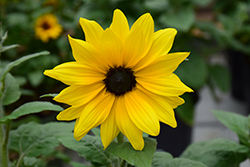 Sunfinity Yellow Dark Center Sunflower (Helianthus 'Sunfinity Yellow Dark Center') at Lakeshore Garden Centres