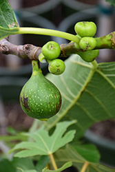 Kadota Fig (Ficus carica 'Kadota') at A Very Successful Garden Center