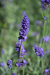 Sweet Romance Lavender (Lavandula angustifolia 'Kerlavangem') at A Very Successful Garden Center