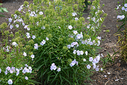 Fashionably Early Lavender Ice Garden Phlox (Phlox 'Fashionably Early Lavender Ice') at Lakeshore Garden Centres