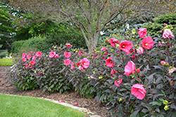 Summerific Evening Rose Hibiscus (Hibiscus 'Evening Rose') at Stonegate Gardens