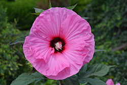 Summerific Candy Crush Hibiscus (Hibiscus 'Candy Crush') at A Very Successful Garden Center