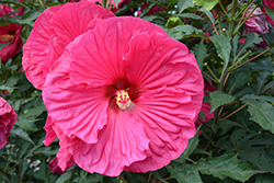 Summer In Paradise Hibiscus (Hibiscus 'Summer In Paradise') at A Very Successful Garden Center