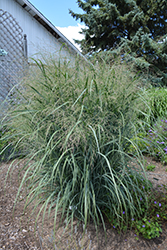 Northwind Switch Grass (Panicum virgatum 'Northwind') at Stonegate Gardens