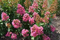 Barista Chai Berry Crapemyrtle (Lagerstroemia 'Chai Berry') at Stonegate Gardens