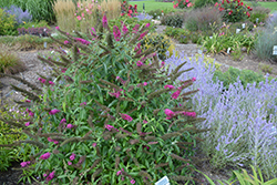 Monarch Queen Of Hearts Butterfly Bush (Buddleia 'Queen Of Hearts') at Lakeshore Garden Centres