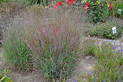 Cheyenne Sky Switch Grass (Panicum virgatum 'Cheyenne Sky') at Stonegate Gardens