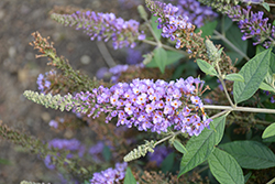 Lavender Cupcake Butterfly Bush (Buddleia 'Lavender Cupcake') at A Very Successful Garden Center