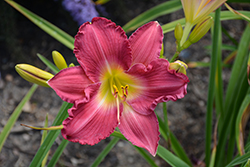 Happy Ever Appster Romantic Returns Daylily (Hemerocallis 'Romantic Returns') at A Very Successful Garden Center