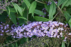 Lavender Cascade Butterfly Bush (Buddleia 'Lavender Cascade') at A Very Successful Garden Center
