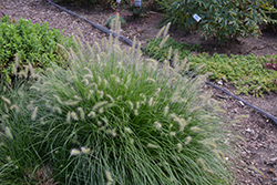 Little Bunny Dwarf Fountain Grass (Pennisetum alopecuroides 'Little Bunny') at Stonegate Gardens