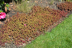 Fulda Glow Stonecrop (Sedum spurium 'Fuldaglut') at Stonegate Gardens