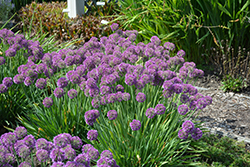 Lavender Bubbles Ornamental Onion (Allium 'Lavender Bubbles') at Lakeshore Garden Centres