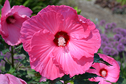 Airbrush Effect Hibiscus (Hibiscus 'Airbrush Effect') at A Very Successful Garden Center