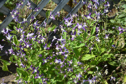 Violet Stardust Bush Clematis (Clematis 'Violet Stardust') at Lakeshore Garden Centres
