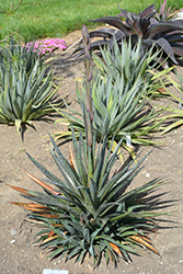 Pineapple Express Mangave (Mangave 'Pineapple Express') at A Very Successful Garden Center