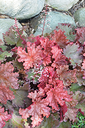 Peachberry Ice Coral Bells (Heuchera 'Peachberry Ice') at A Very Successful Garden Center