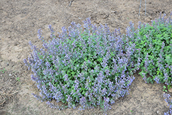 Picture Purrfect Catmint (Nepeta 'Picture Purrfect') at A Very Successful Garden Center