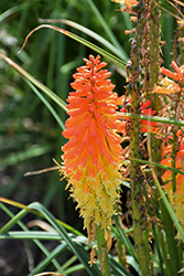 Pyromania Backdraft Torchlily (Kniphofia 'Backdraft') at A Very Successful Garden Center