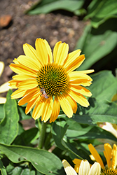 Color Coded Yellow My Darling Coneflower (Echinacea 'Yellow My Darling') at Stonegate Gardens
