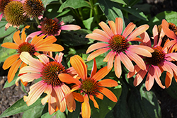 Color Coded Orange You Awesome Coneflower (Echinacea 'Orange You Awesome') at Stonegate Gardens
