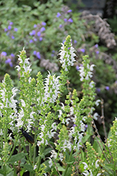 White Profusion Meadow Sage (Salvia nemorosa 'White Profusion') at Stonegate Gardens