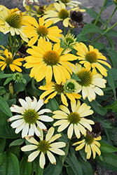 Color Coded Yellow My Darling Coneflower (Echinacea 'Yellow My Darling') at Lakeshore Garden Centres