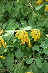 Golden Corydalis (Corydalis lutea) at A Very Successful Garden Center
