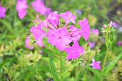 Opening Act Ultra Pink Phlox (Phlox 'Opening Act Ultra Pink') at A Very Successful Garden Center