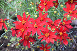 Sizzle And Spice Hot Paprika Tickseed (Coreopsis verticillata 'Hot Paprika') at Stonegate Gardens