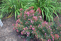 Barista Cool Beans Crapemyrtle (Lagerstroemia 'Cool Beans') at A Very Successful Garden Center