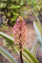African Night Pineapple Lily (Eucomis 'African Night') at A Very Successful Garden Center